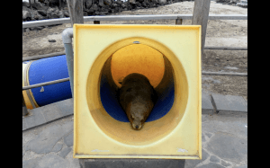 This is a picture of juvenile male Galapagos sea lion resting inside a slide in the town of San Cristobal. Galapagos sea lions are uniquely tame, so they come into close contact with domestic animals and humans when present in towns.