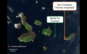 This slide shows the two study colonies on a map of the Galapagos. 