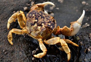 Crab by M.Zalewski for Wikimedia