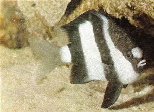 Damsel fish look after their own little gardens. Image by Botev for Wikimedia