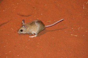The kangaroo mouse has highly efficient kidneys. Image by Poco a poco for Wikimedia