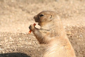 Prairie dogs have a pretty complex language all of their own... Image by Neskaya for Wikimedia