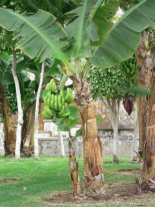 Banana trees can "walk" up to 40 cm in a lifetime. | Image: Rosendahl/Wikimedia
