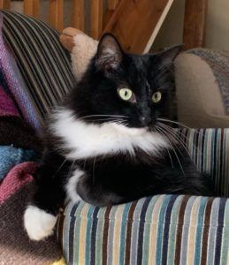 Black and white cat sitting looking over the arm of a chair