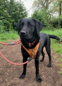 Black labrador dog wearing an orange harness, standing on a path in woodland.