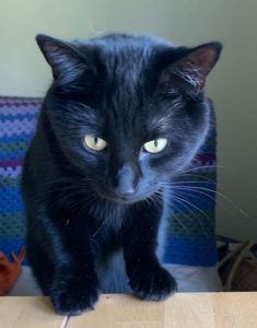 Black cat with green eyes