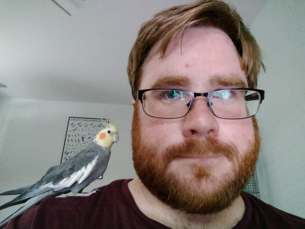 Phoenix the Cockatiel