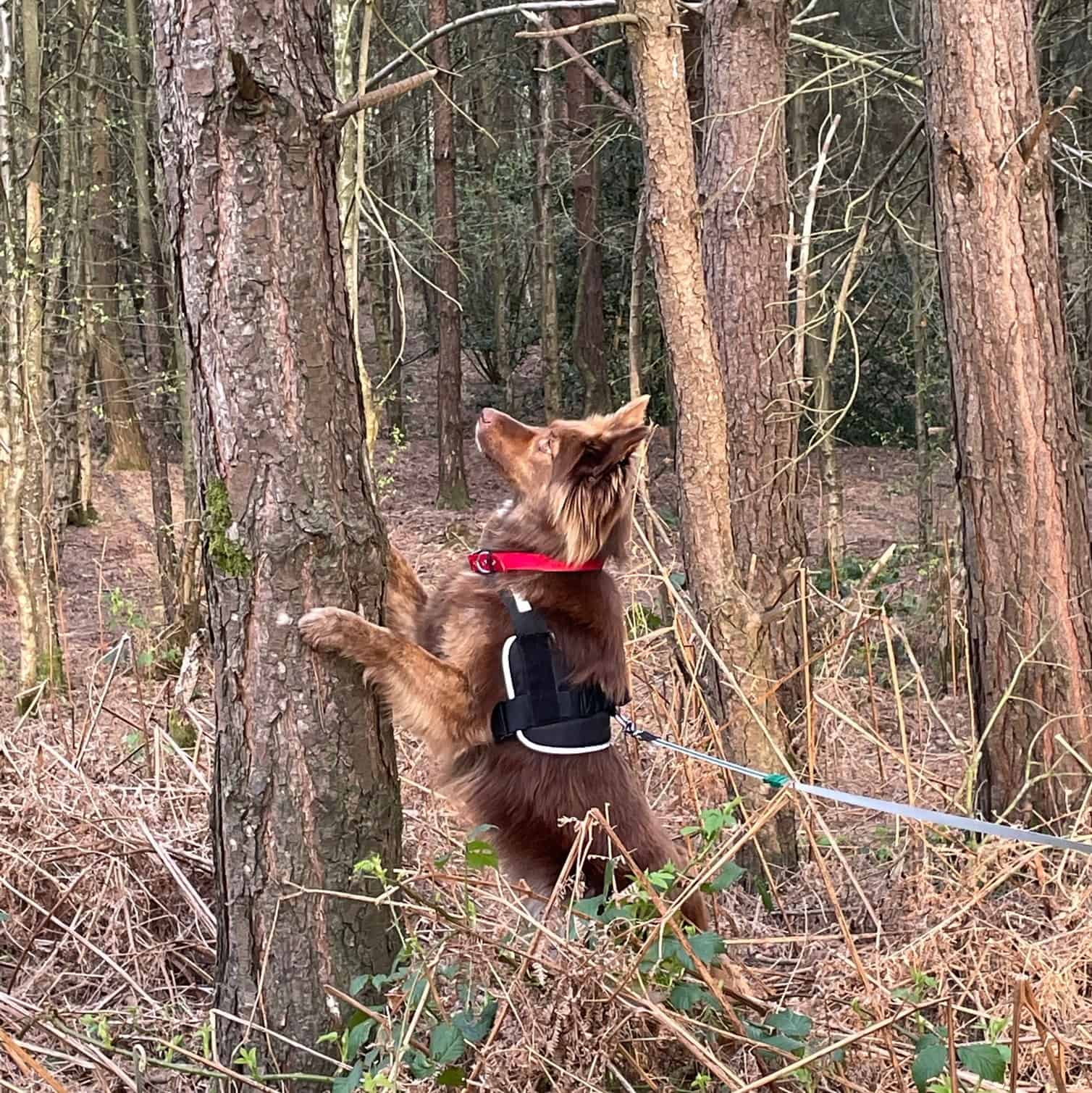 A dog with her paws up on a tree, looking upwards