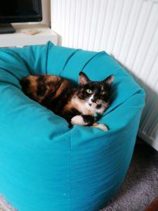 A tortoiseshell and white cat laying on a blur beanbag