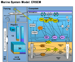 Schematic of the ERSEM model