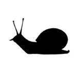 Photo: Brown garden snail