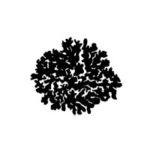 Photo: Tree Lichen