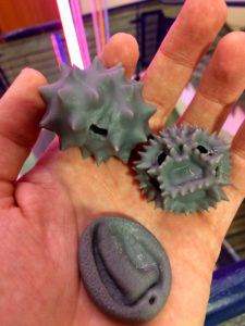 3D-printed pollen models in hand