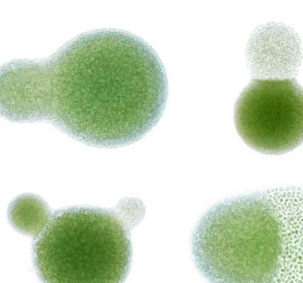 Profile picture of Perfect Protists
