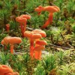 Photo: Plant and Fungal Explorers