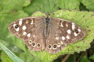 a speckled wood butterfly