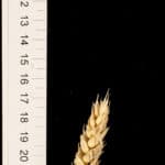 A spike of wheat (Triticum aestivum) cultivar "Paragon". This is a "normal" wheat that acts as our baseline when we make comparisons.