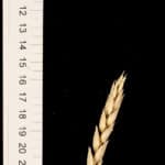 This plant is a cross between "Paragon" and another wheat subspecies, namely Triticum polonicum. This plant has a longer spike and longer glumes and grains than a normal Paragon plant.
