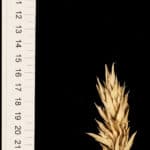 A spike of a type of wheat (Triticum aestivum). It has long glumes and grains, and the spikelets at the bottom of the spike never develop fully. This specimen was collected in Portugal in the 1950s and its seeds were given to a "gene bank" for storage and preservation, where I got them from.