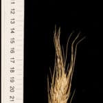 A spike of a type of wheat (Triticum aestivum). It has long glumes and grains, awns, and the spikelets at the bottom of the spike never develop fully. This specimen was collected in Portugal in the 1950s and its seeds were given to a "gene bank" for storage and preservation, where I got them from.
