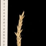 A spike of a type of wheat (Triticum aestivum). It has long glumes and grains, a long spike, and the spikelets at the bottom of the spike never develop fully. This specimen was collected in Portugal in the 1950s and its seeds were given to a "gene bank" for storage and preservation, where I got them from.