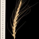 A spike of a type of wheat (Triticum aestivum). It has long glumes and grains, a long spike, and awns. This specimen was collected in Portugal in the 1950s and its seeds were given to a "gene bank" for storage and preservation, where I got them from.