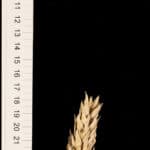 A spike of a type of wheat (Triticum aestivum). It has long glumes and grains, a short spike, and it looks a bit twisted. This specimen was collected in Portugal in the 1950s and its seeds were given to a "gene bank" for storage and preservation, where I got them from.