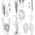This is a picture from one of my textbooks, which shows the different parts of wheat plants. Three different species are shown, namely bread wheat (T. aestivum), spelt wheat (T. spelta), and Persian wheat (T. carthlicum).