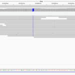 We sequence the genome (all the DNA of a single organism) of some of the plants we work with. This allows us to find differences in the genomes of the plants. The picture is a screenhsot of the software that I use to "view" parts of a plants genome.