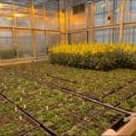 Trays of small green plants and pots of tall yellow flowering plants grown in a lit glasshouse