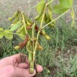 Holding up a short green plant showing seed pods