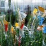Close up of plants with new seeds forming inside plastic bags with multicoloured labels