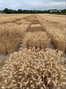 Long view of field plots in different shades and textures