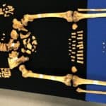 Reconstructed skeleton laying on a table on a black and blue cloth